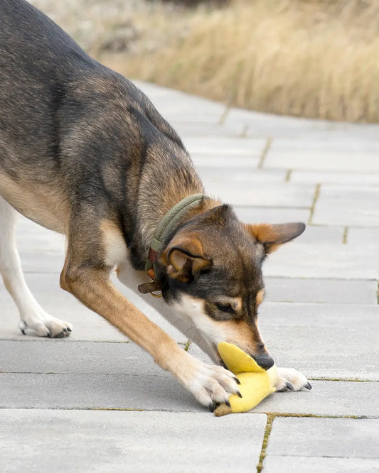 Buddy Hundespielzeug aus Wollfilz Banane Naturstoff Spielzeug-BUDDY. Hundezubehör