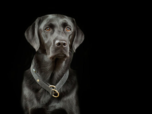 Leichtes Hundehalsband Classic mit skandinavischem Elchleder und Zugstopper-SABRO GmbH