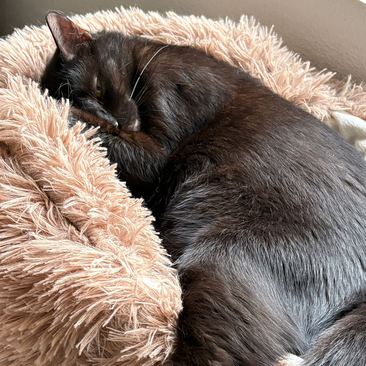 Hundebett "Balu" kuschelig weiche & waschbare Auflage – mit hohem Rand für Auto & Sofa