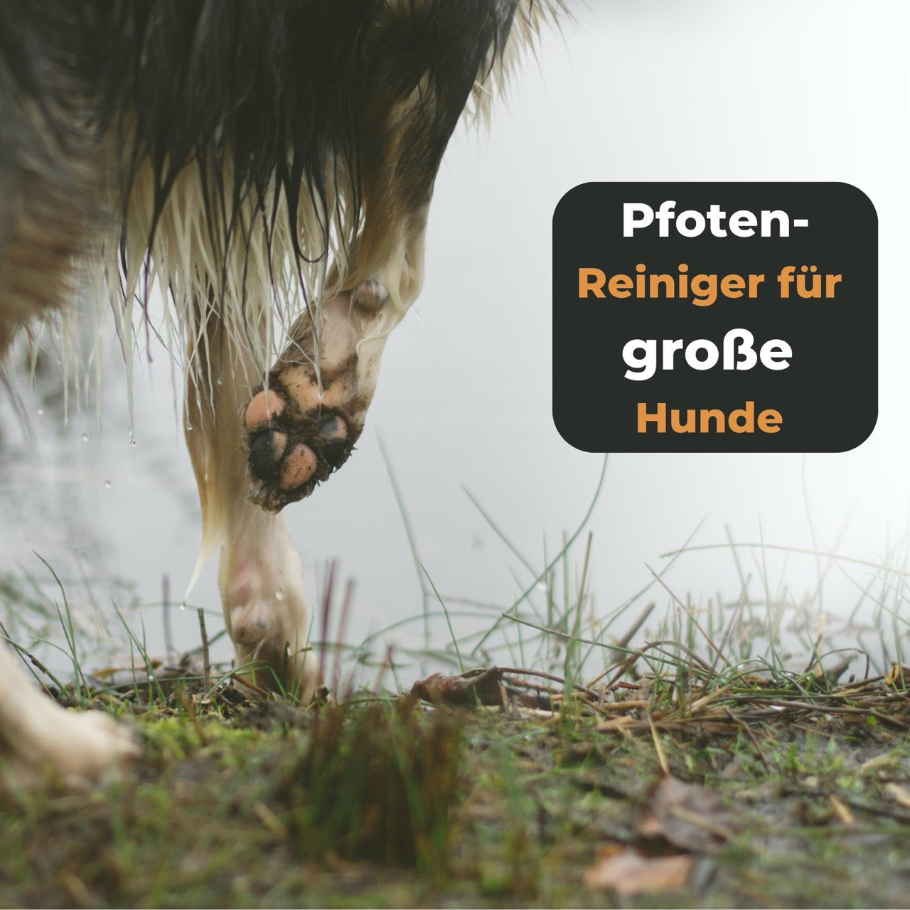 Pfotenbürste XXL mit Holzgriff für gründliche Reinigung großer Hunde