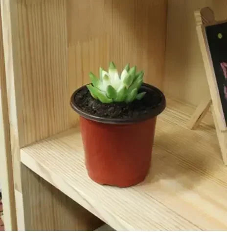 Robuster Kunststoff Blumentopf mit Abtropftablett für Haus und Garten