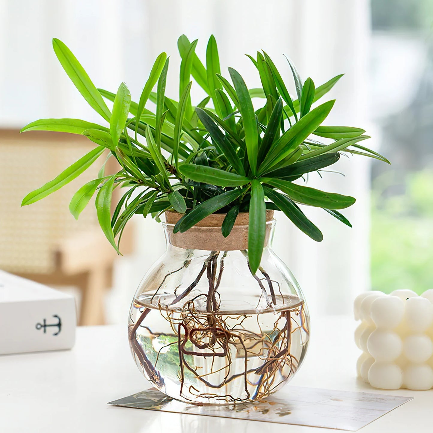 Dekorative Glas Pflanzenvermehrungsstation für stilvolle Büros