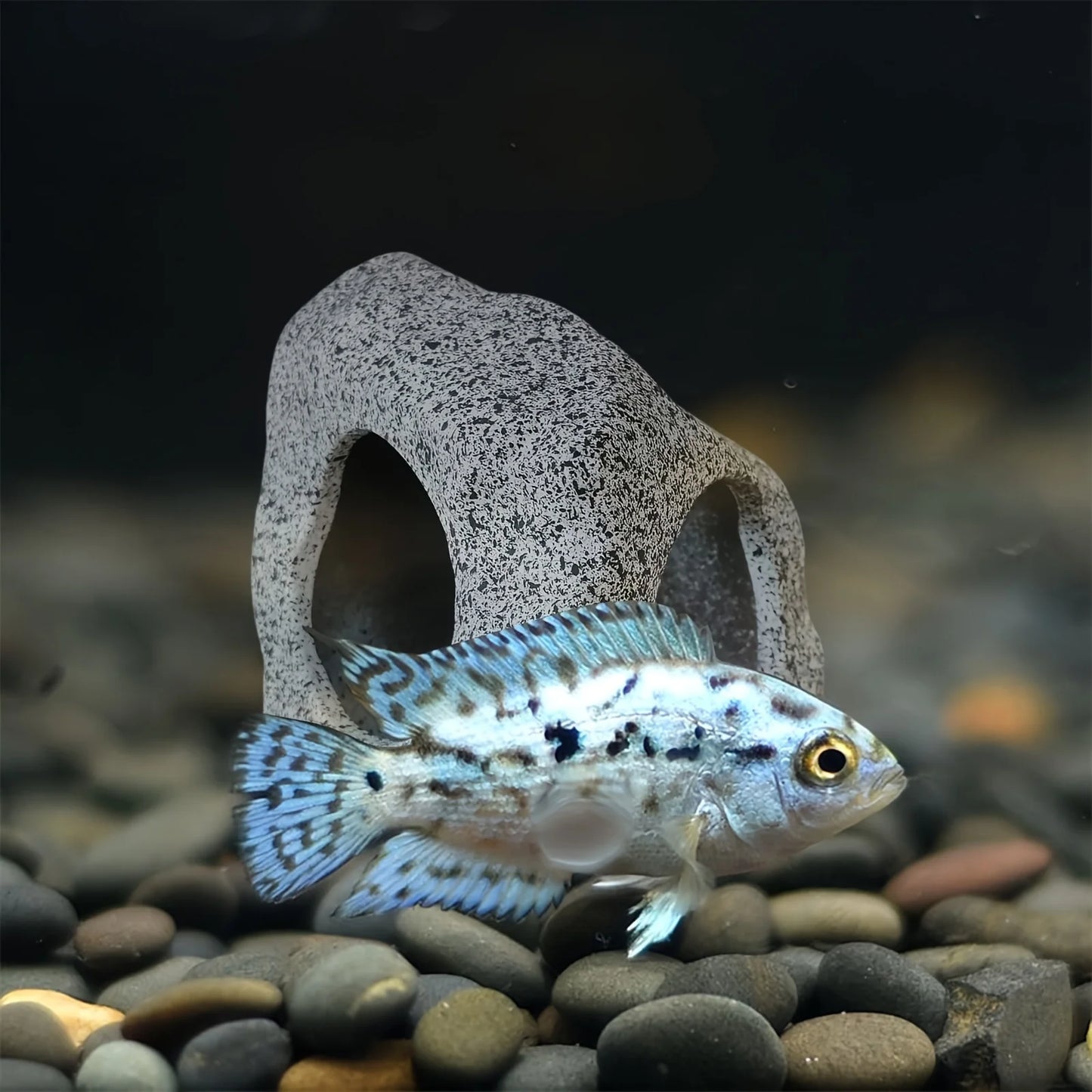 Natürliche Aquarium Dekoration: Keramik Steine für eine schöne Unterwasserwelt
