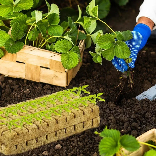 Steinwolle Würfel für Hydrokultur - Ideal für Keimung und Anbau