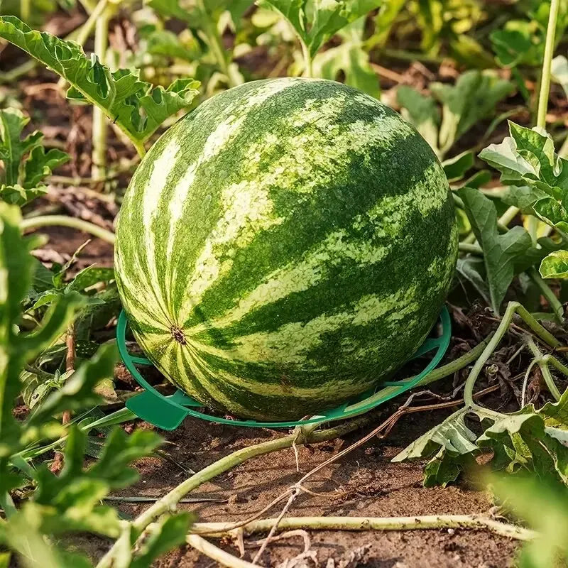 Robustes Anti-Rotten Melonen- - Obsttablett aus Kunststoff – Schutz für Gartenfrüchte