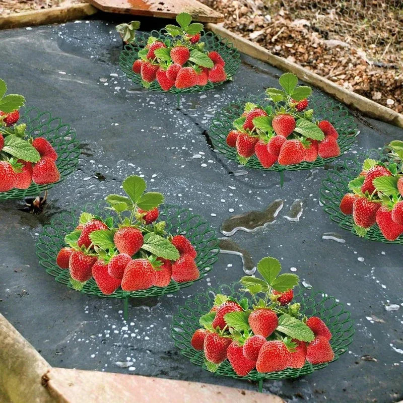 5er Set Erdbeerständer mit 3 stabilen Beinen Pflanzenstütze für Garten