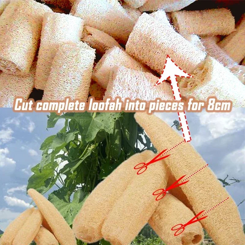 Natürlicher Loofah Geschirrspülbürsten Küchenhelfer – Wählen Sie Ihre Variante