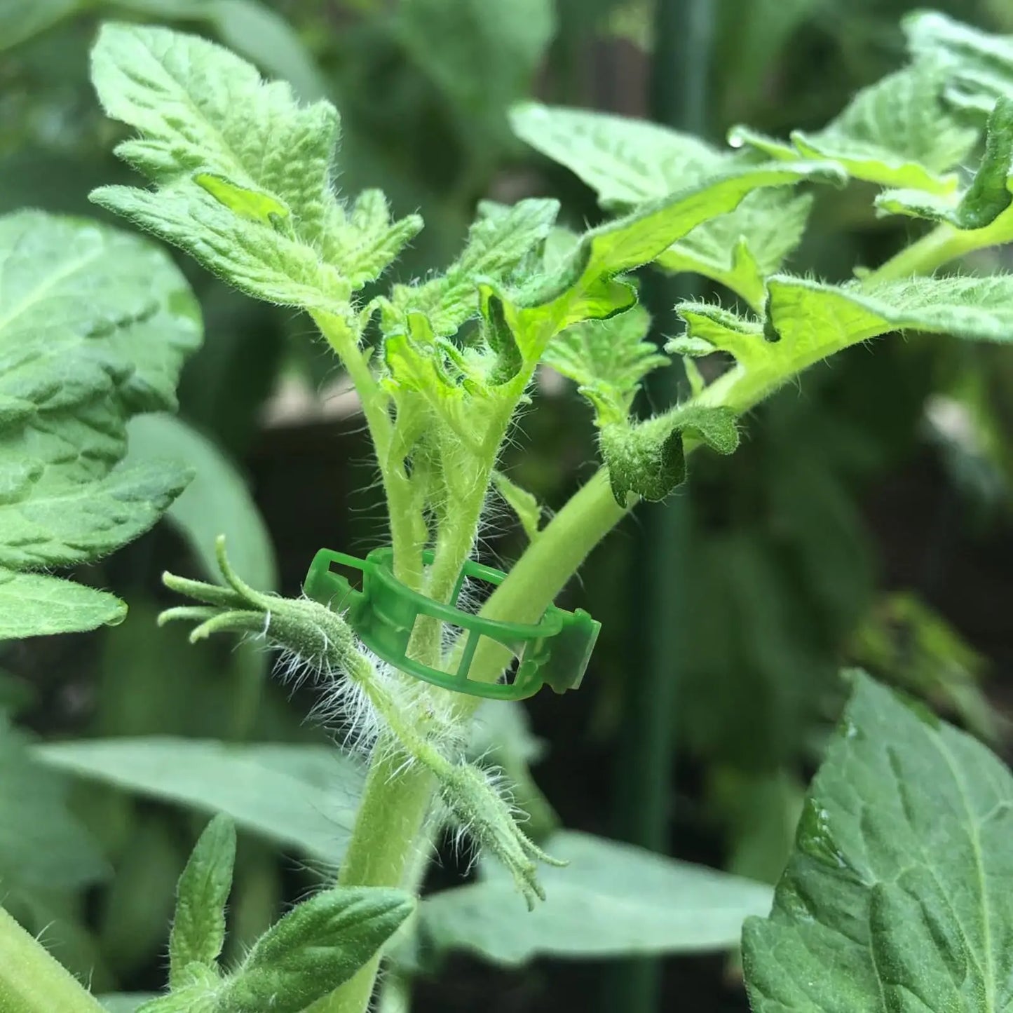 Pflanzenstützklammern – Effektive Unterstützung für Gartenpflanzen
