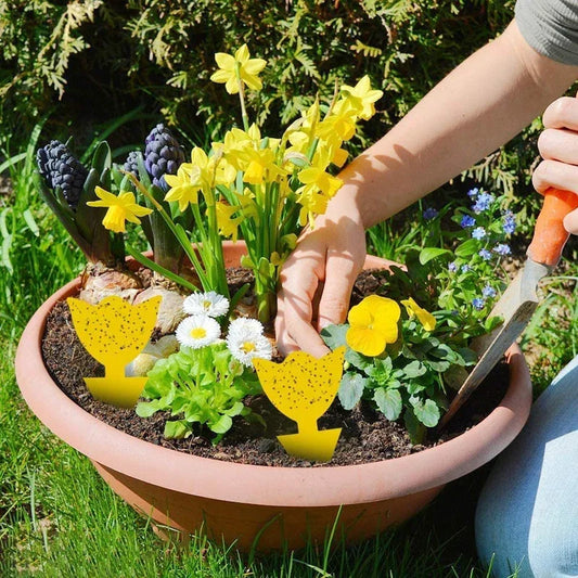 Effektive gelbe Insektenfallen 2/5/10 Stück – wasserdicht - ungiftig schützt Pflanzen