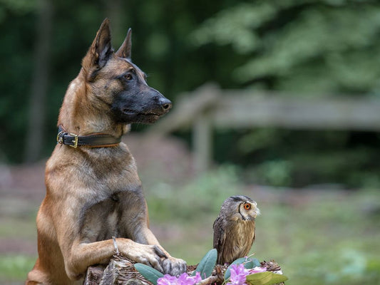Hundehalsband Classic Leder mit Schnalle für optimalen Tragekomfort-SABRO GmbH