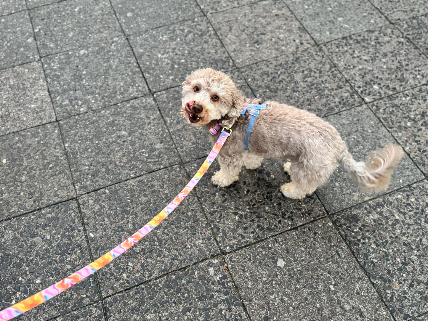 Leine Aurora Perfekte Hundeleine Elegant Komfortabel