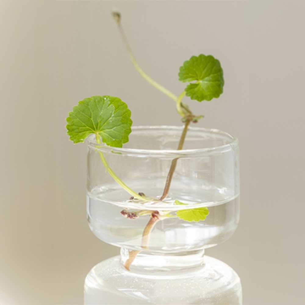 Beauty of Joseon Centella Asiatica Beruhigende Gesichtsmaske 25 ml