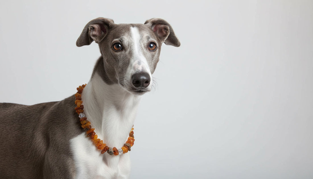 Bernsteinkette für Hunde mit Swari-Glasperlen – stilvoll & naturbelassen