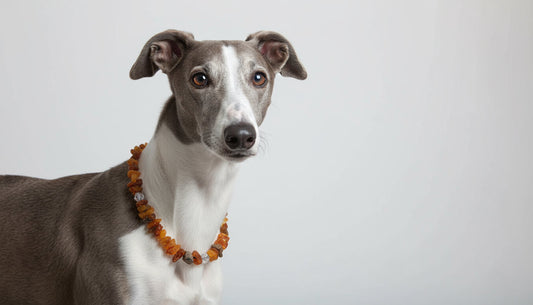 Bernsteinkette für Hunde mit Swari-Glasperlen – stilvoll & naturbelassen
