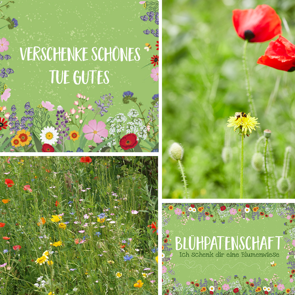 Blühpatenschaft für 50 m² Blumenwiese mit Urkunde per Post-Die Stadtgärtner