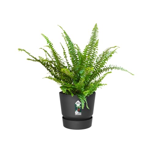 elho Greenville Easy Hanger 19.5 - Blumentopf für Balkon - 100% recyceltem Plastik - Ø 19.5 x H 23.7 cm - Schwarz/Living Schwarz