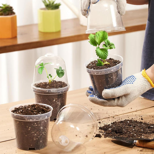 10er Set Anzuchttöpfe mit Feuchtigkeitskappe transparent für Samen Sukkulenten-DITK-U