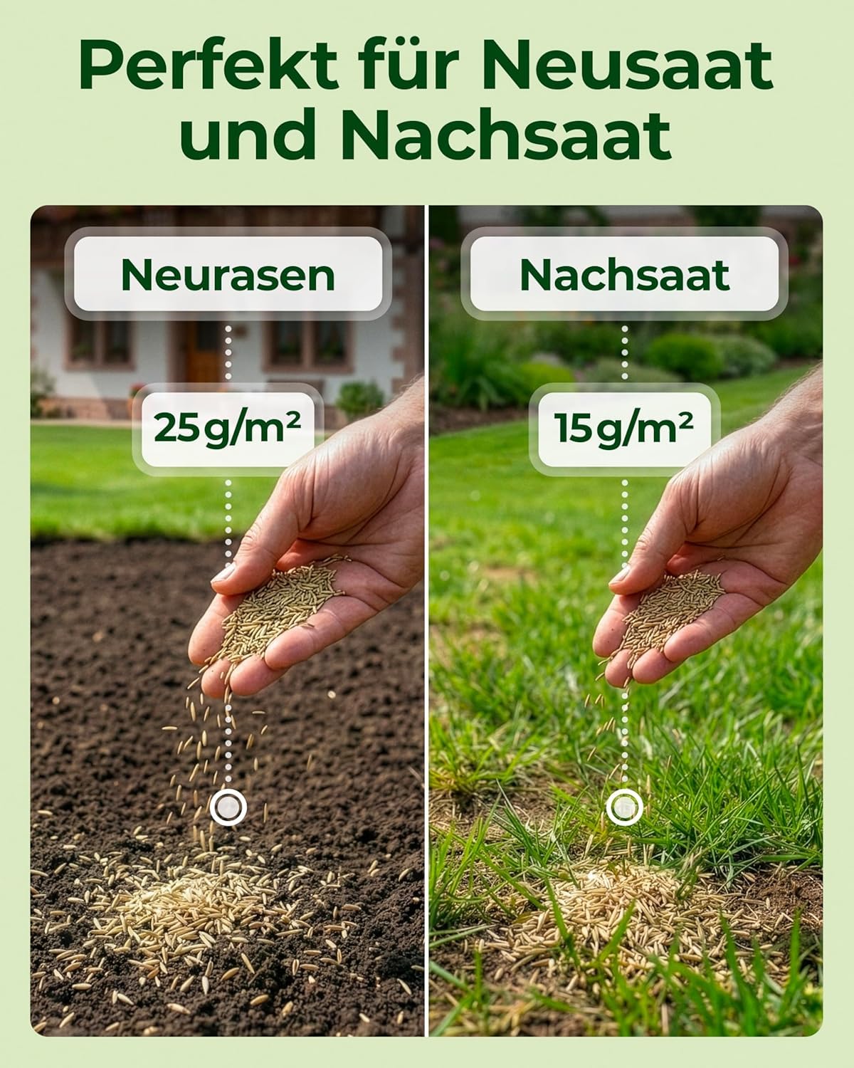 Rasensamen schnellkeimend Frühjahr & Sommer 1kg – TEST SEHR GUT – Grassamen schnellkeimend Rasen Nachsaat Made in Germany – Rasensaat 40qm - Rasensamen Frühjahr & Sommer Samen von Natureflow