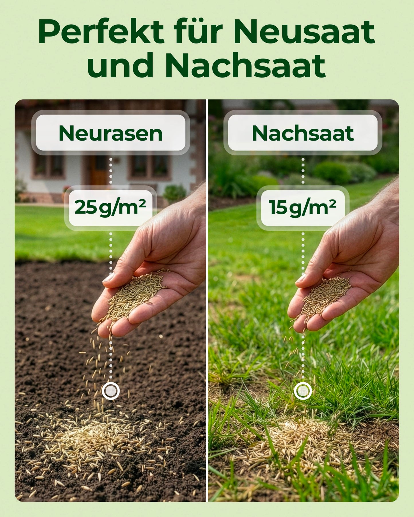 Rasensamen schnellkeimend Frühjahr & Sommer 1kg – TEST SEHR GUT – Grassamen schnellkeimend Rasen Nachsaat Made in Germany – Rasensaat 40qm - Rasensamen Frühjahr & Sommer Samen von Natureflow
