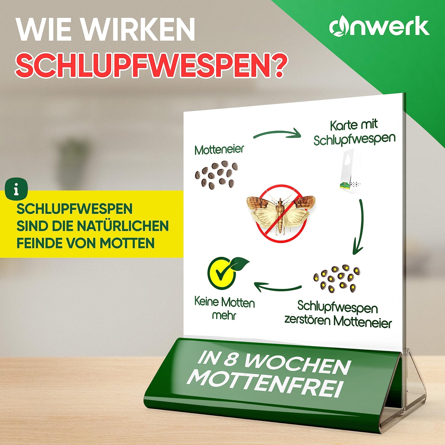 anwerk® Schlupfwespen gegen Lebensmittelmotten - 100 Karten (25 Karten à 4 Lieferungen) - Effektiv Lebensmittel Motten bekämpfen - Alternative zur Mottenfalle, Mottenspray, Pheromonfalle