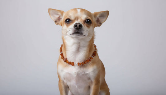 Exklusive Bernsteinkette mit Bergkristall – Handgefertigtes Hunde-Highlight