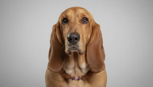 Bernsteinkette für den Hund mit Mondstein und Sugilith 48cm
