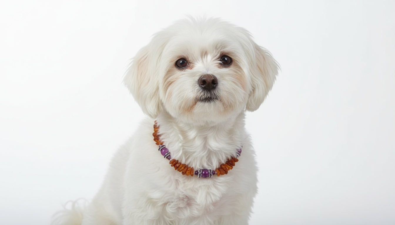 Bernsteinkette für den Hund mit Sugilith 24cm Handgefertigt