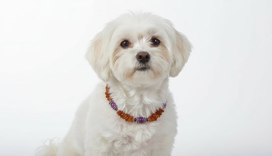 Bernsteinkette für den Hund mit Sugilith 24cm Handgefertigt