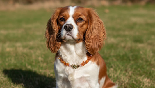 Bernsteinkette für Hund mit Unakit und Erdbeerquarz 36 cm