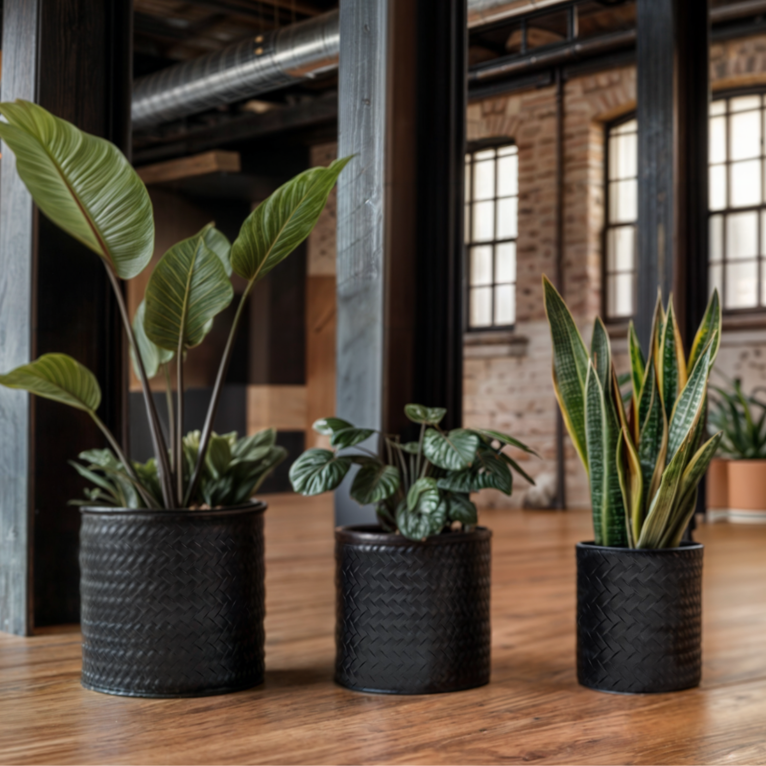 Blumentopf Übertopf Pflanzenkübel Topf Kübel 3er Set schwarz rund Metall Matt