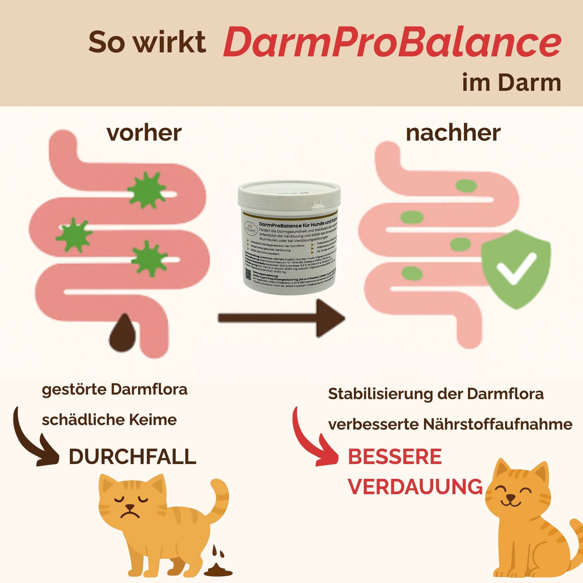 Darmpulver Katze - Durchfall und Erbrechen Katze -Darmflora Katze aufbauen