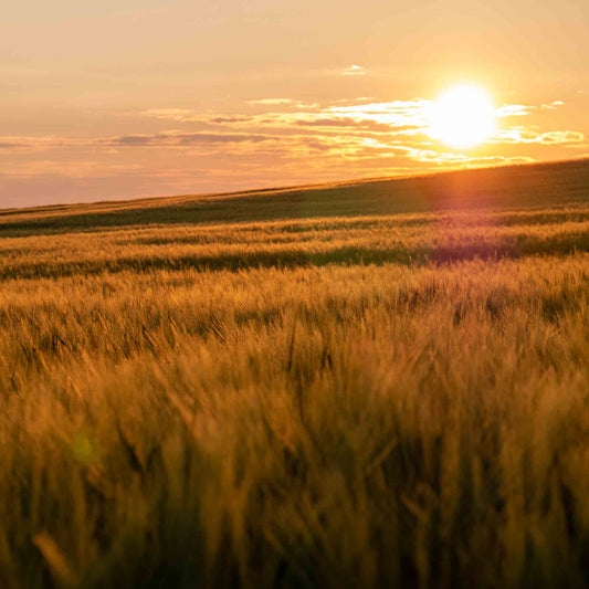 Premium Kleintier Einstreu aus regionalem Stroh-WIESENGUT