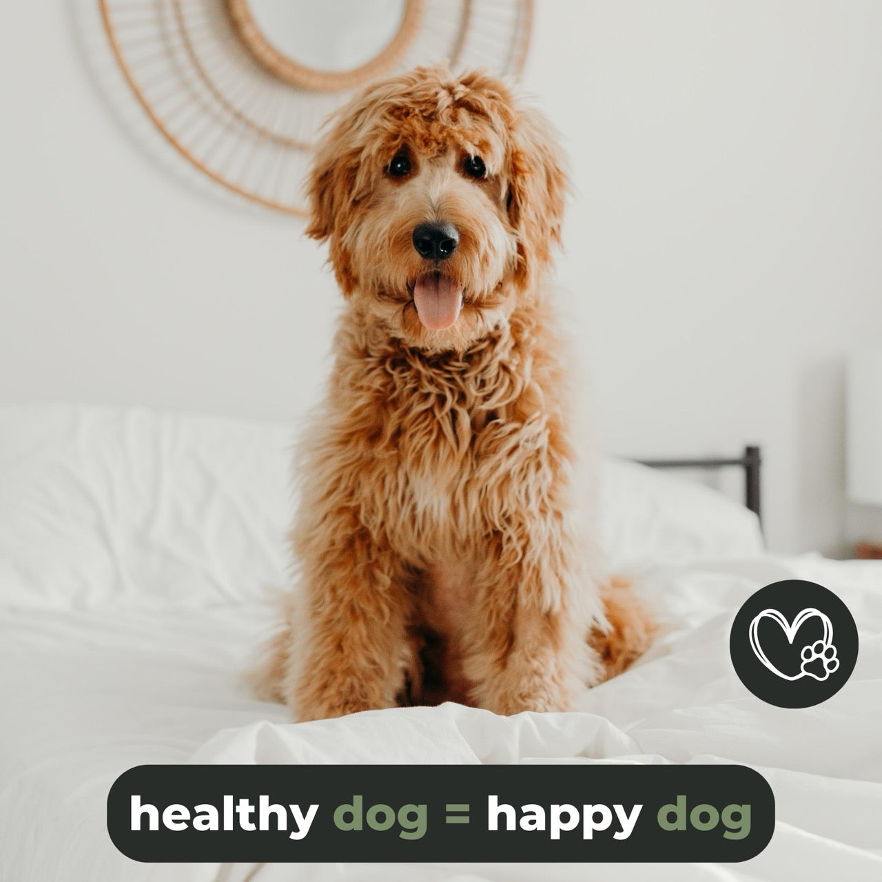 Schonender Unterwollkamm für langes Fell bei Hunden und Katzen