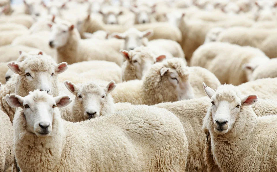 Dicke warme Merino Wollsocken für Männer im 3er Pack