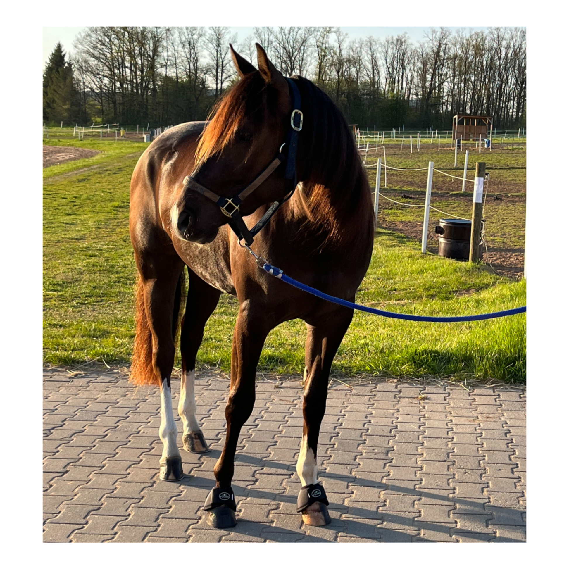 Hufglocken Bell Boots