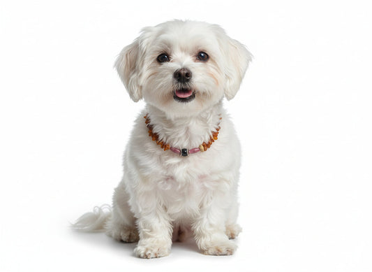 Bernsteinkette Hund mit Rhodonit Länge 26 Zentimeter