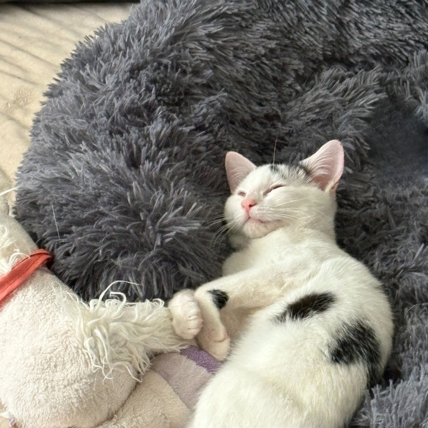 Hundebett "Balu" kuschelig weiche & waschbare Auflage – mit hohem Rand für Auto & Sofa