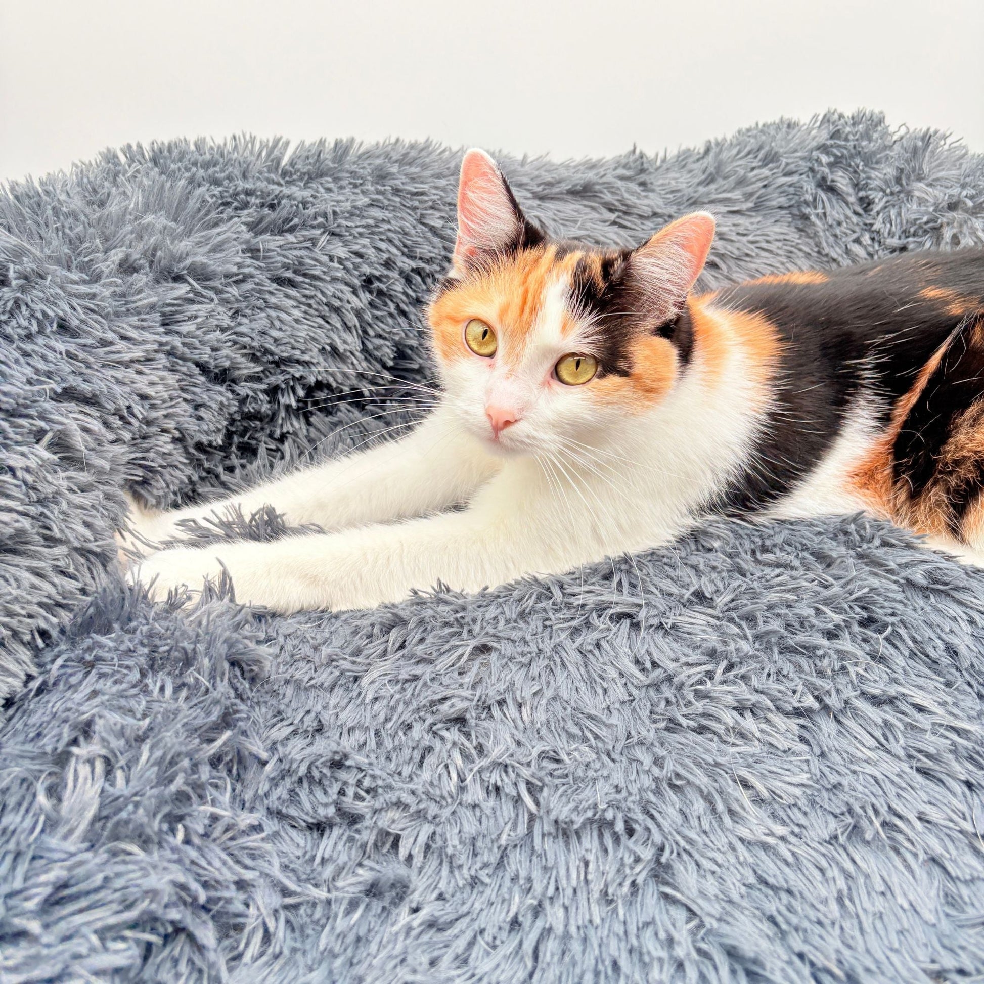 Hundebett "Balu" kuschelig weiche & waschbare Auflage – mit hohem Rand für Auto & Sofa