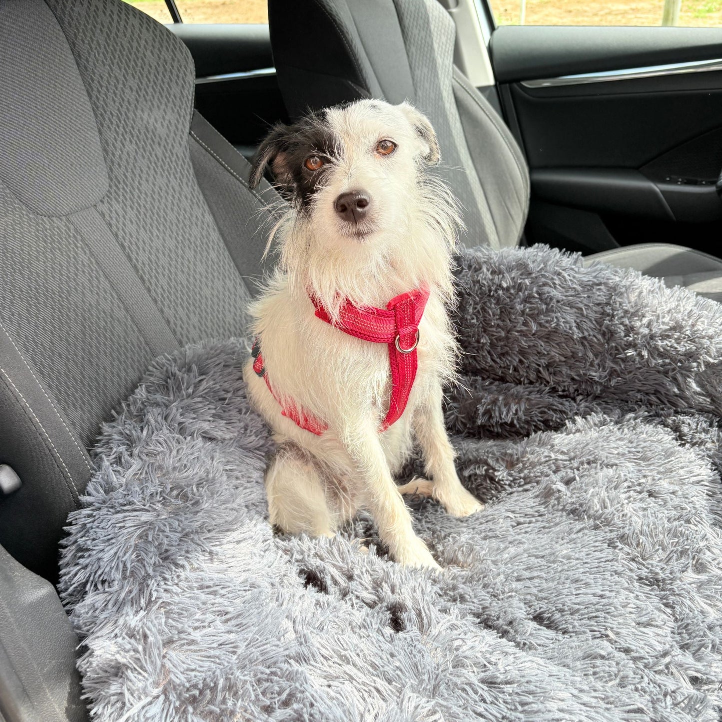 Hundebett "Balu" kuschelig weiche & waschbare Auflage – mit hohem Rand für Auto & Sofa