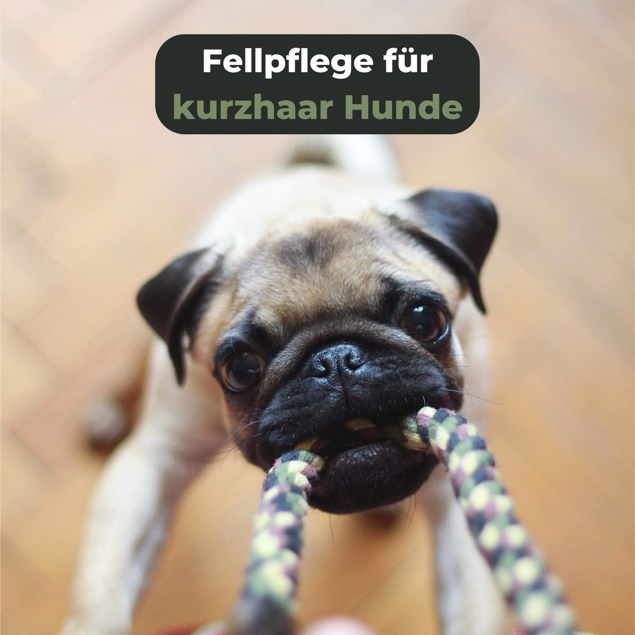 Sanfte Naturborsten Bürste für Kurzhaar Hunde und Katzen-Grünschloss