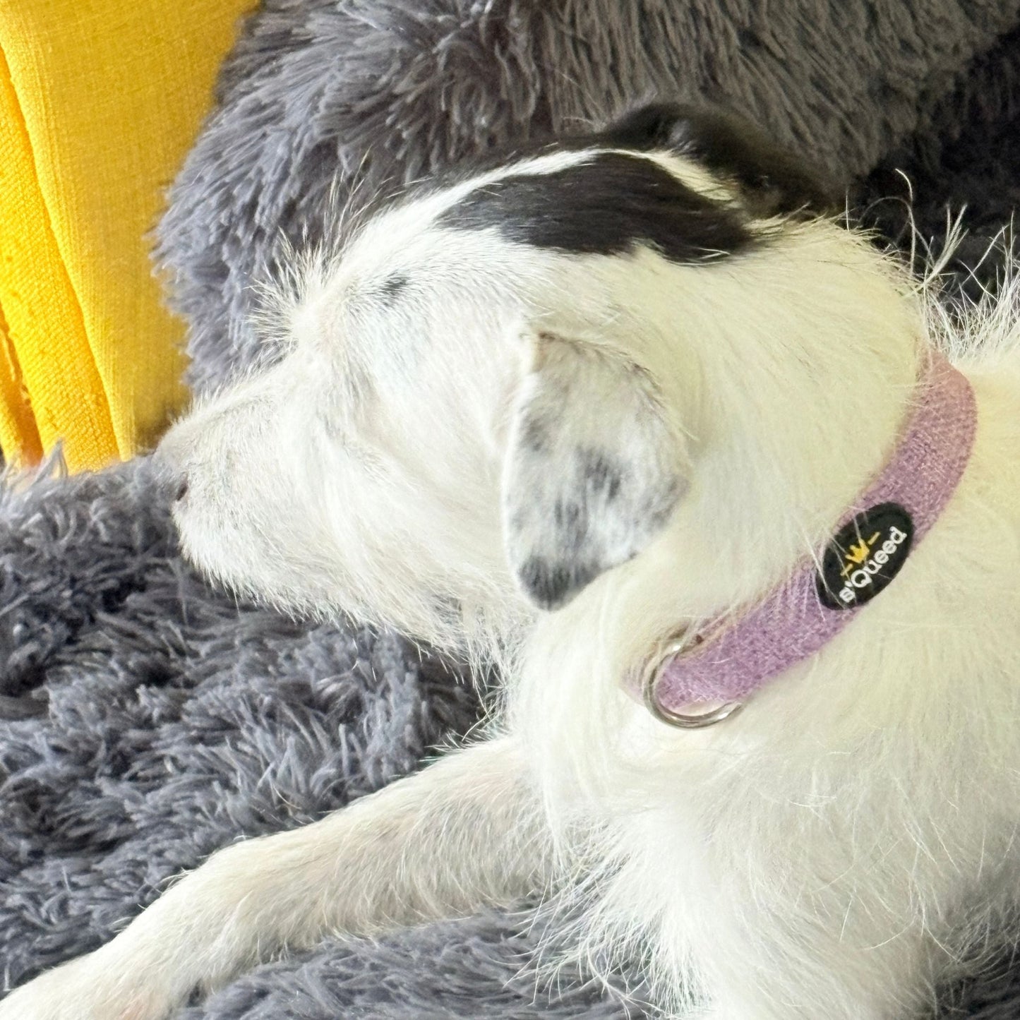 Hundehalsband-Set "Hempy" - Halsband + Leine + gravierte Hundemarke