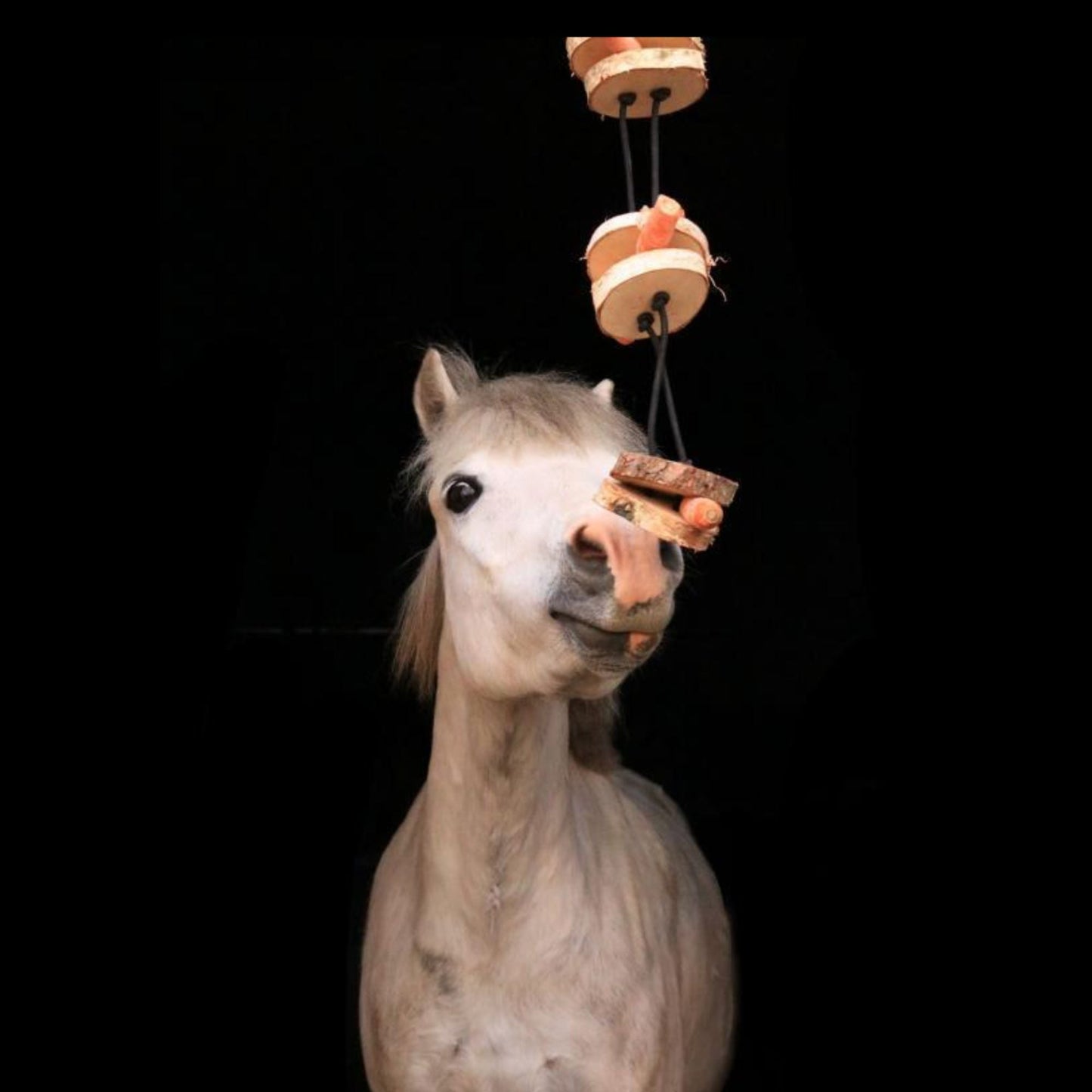 Pferdespielzeug Möhren-Tarzan – Spielzeug für Pferde gegen Langeweile – Pferdebeschäftigung