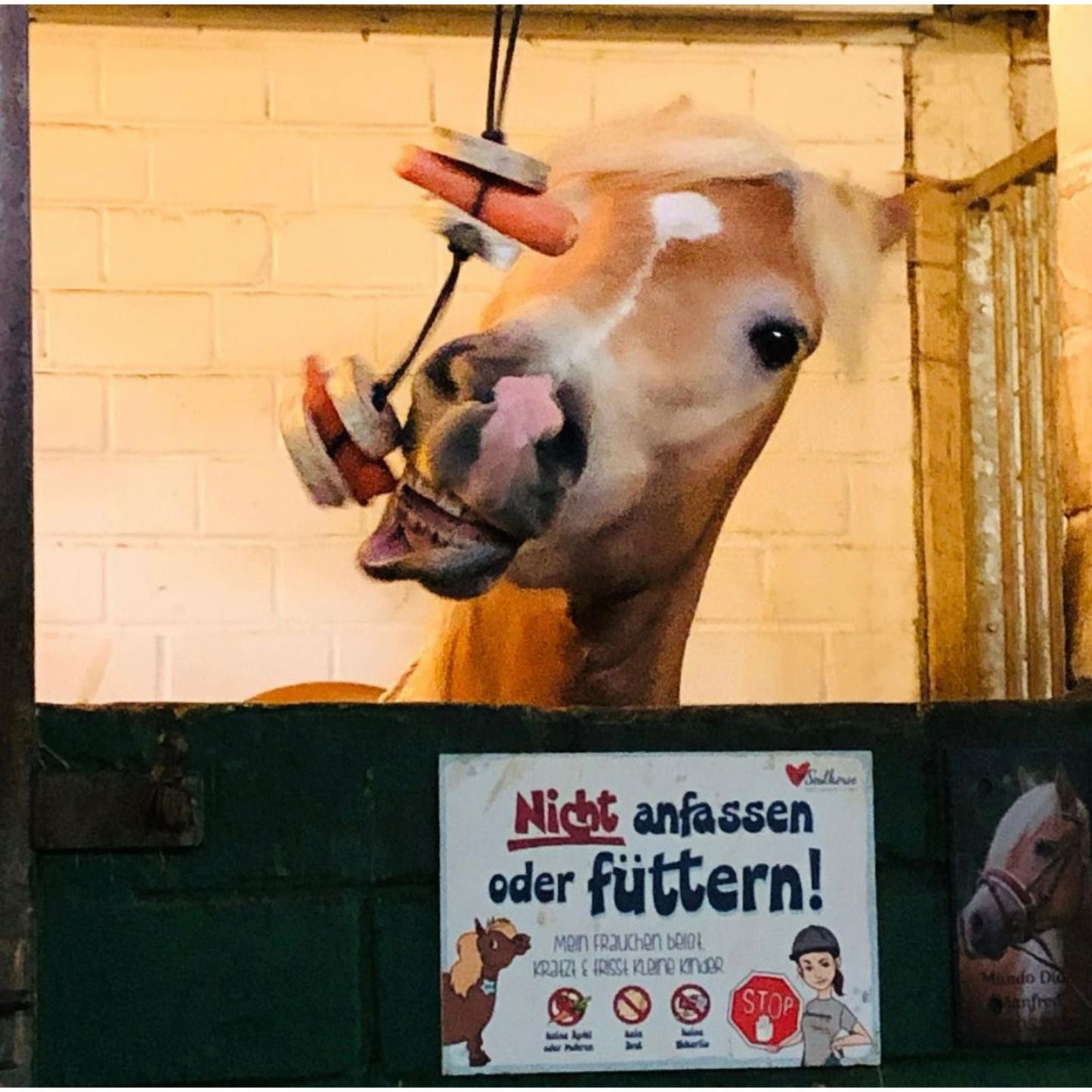 Pferdespielzeug Möhren-Tarzan – Spielzeug für Pferde gegen Langeweile – Pferdebeschäftigung