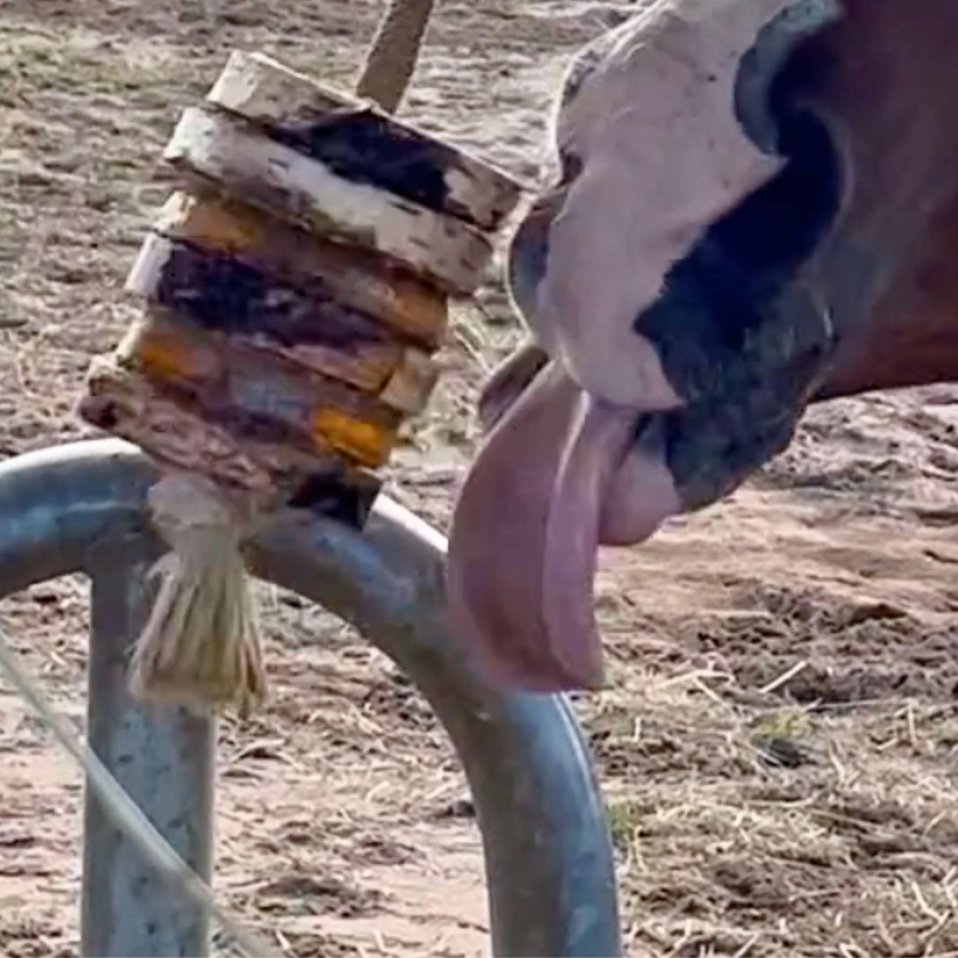 Schleck Twister Set Birkenholzhalterung und 2 Scheiben deiner Wahl