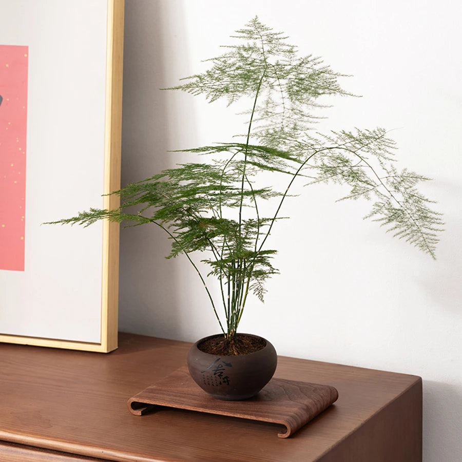 Rechteckiges Holz Display Rack mit hitzebeständigem Tablett