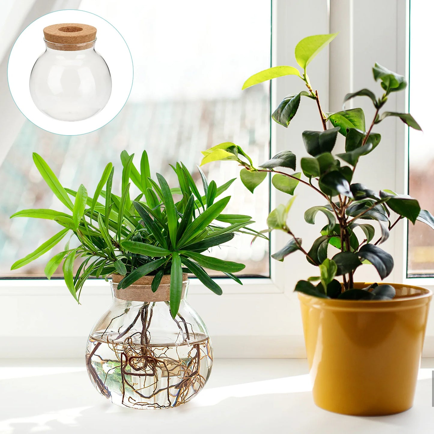 Dekorative Glas Pflanzenvermehrungsstation für stilvolle Büros