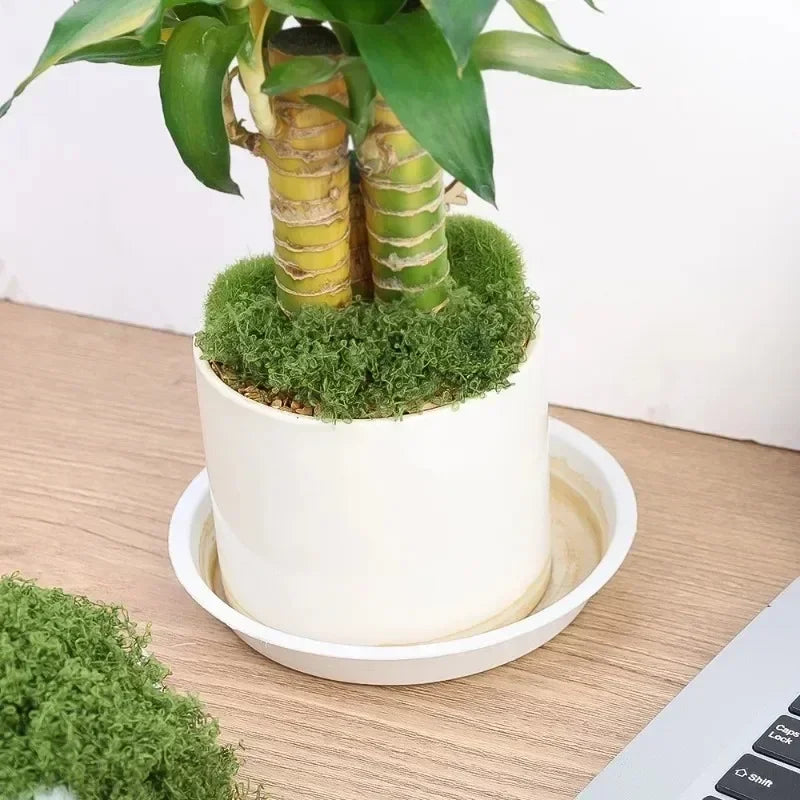 Künstliche Pflanzen für kreative Raumdekoration – Ewiges Leben Moos
