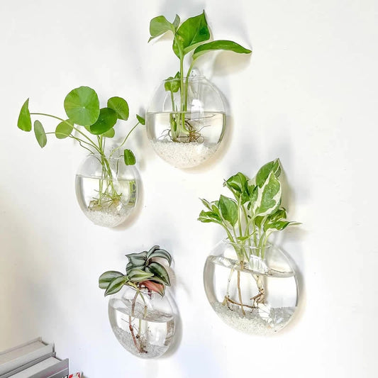 Wandmontierte Glas Vase für Pflanzen und Dekor im Home Office