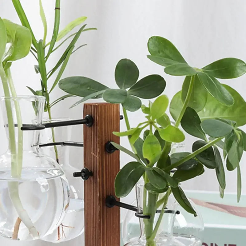 Moderne Hydrokultur Glasvase für Desktop Pflanzenvermehrung