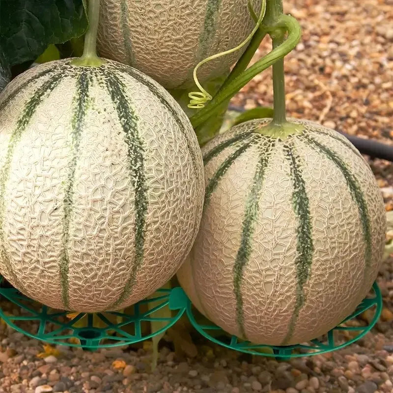 Robustes Anti-Rotten Melonen- - Obsttablett aus Kunststoff – Schutz für Gartenfrüchte